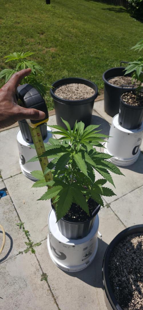 Bubba kush barneys + herbies freebies. Week 6