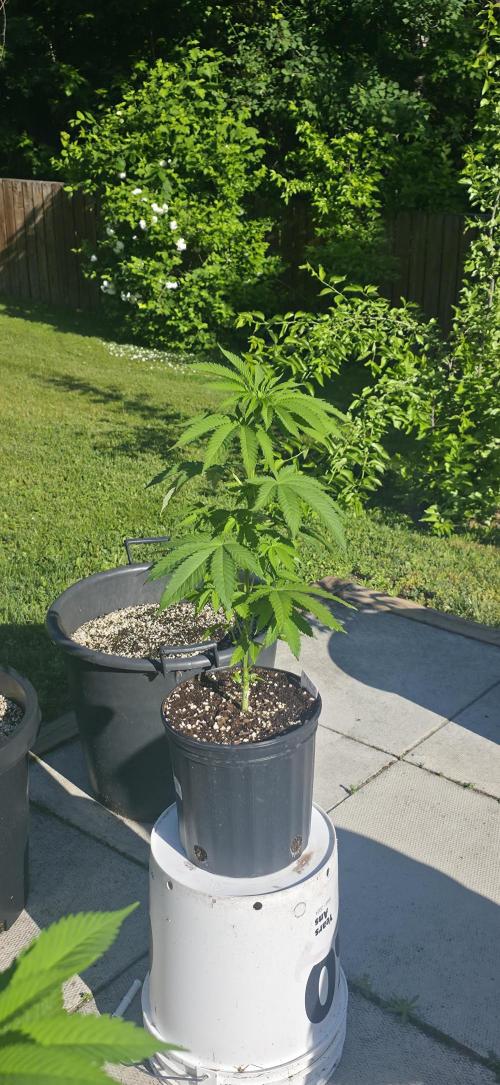 Bubba kush barneys + herbies freebies. Week 6