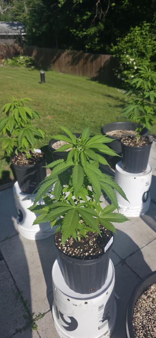 Bubba kush barneys + herbies freebies. Week 6