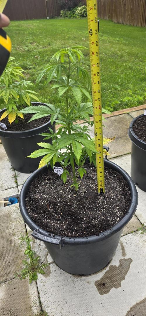 Bubba kush barneys + herbies freebies. Week 7