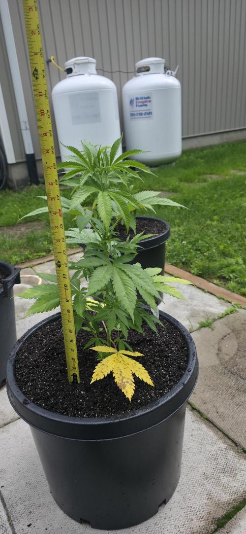 Bubba kush barneys + herbies freebies. Week 7