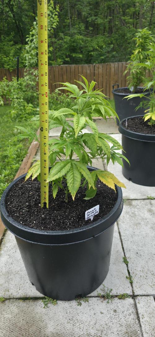 Bubba kush barneys + herbies freebies. Week 7