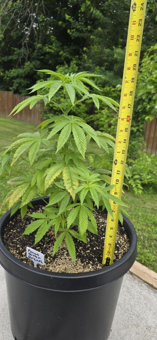 Bubba kush barneys + herbies freebies. Week 8