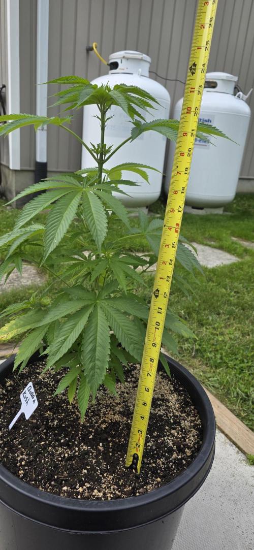 Bubba kush barneys + herbies freebies. Week 8