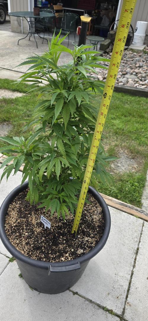 Bubba kush barneys + herbies freebies. Week 8