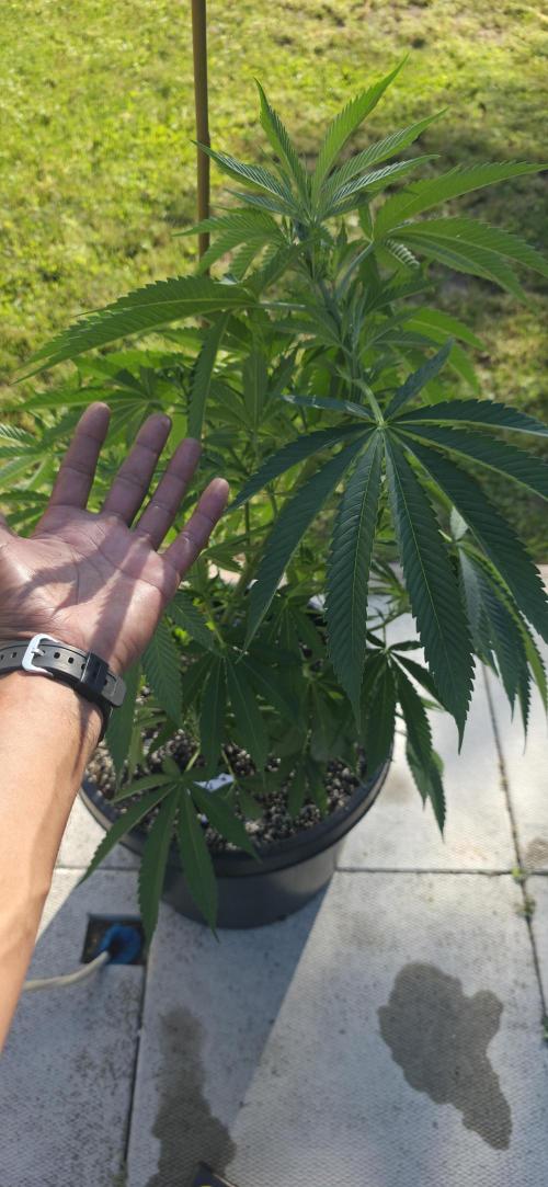 Bubba kush barneys + herbies freebies. Week 9