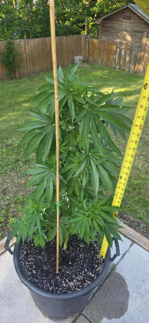 Bubba kush barneys + herbies freebies. Week 9