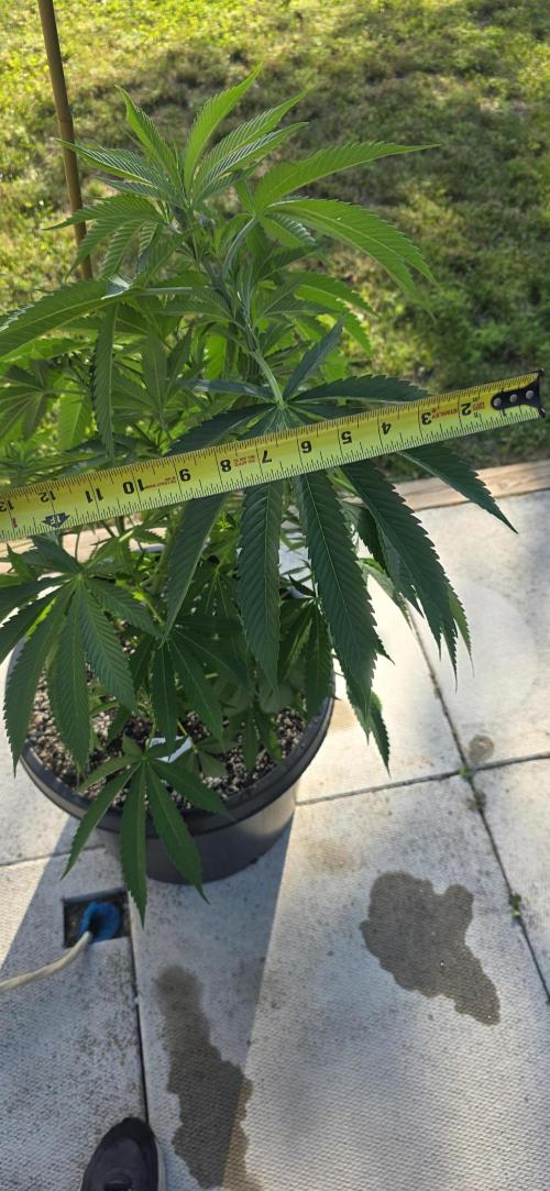 Bubba kush barneys + herbies freebies. Week 9