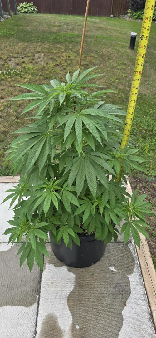 Bubba kush barneys + herbies freebies. Week 10 - Peanut butter breath