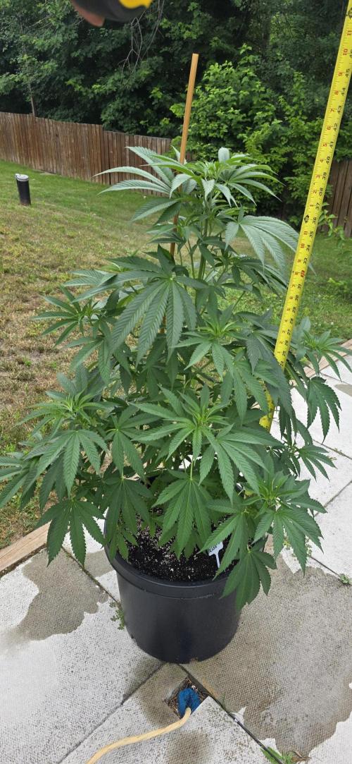 Bubba kush barneys + herbies freebies. Week 10 - Bubba kush