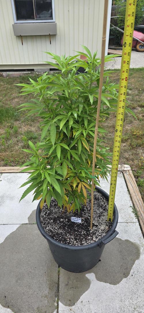 Bubba kush barneys + herbies freebies. Week 10 - Zombie punch