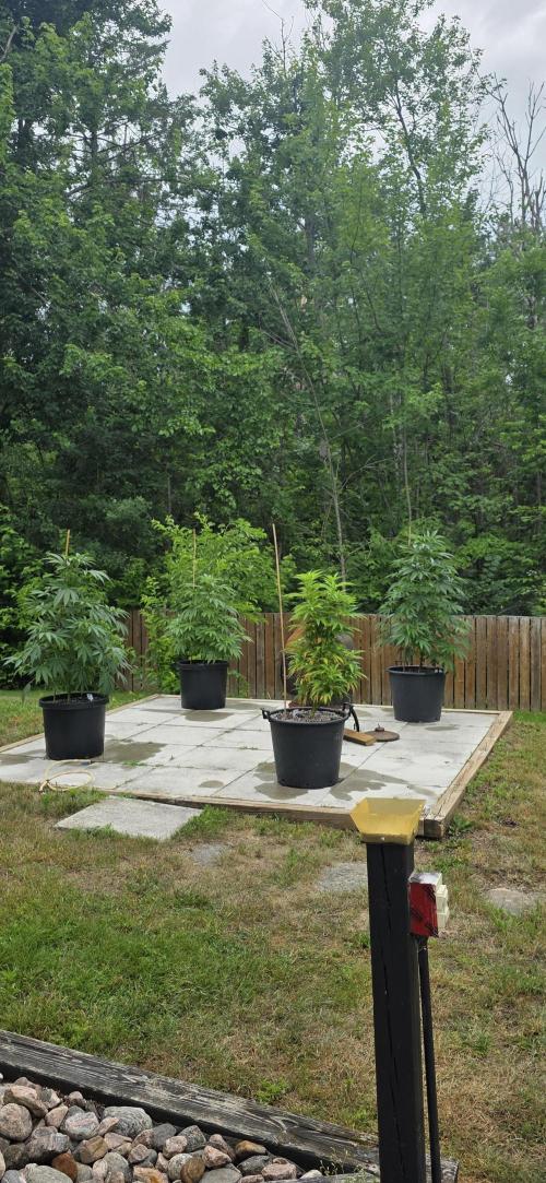 Bubba kush barneys + herbies freebies. Week 10