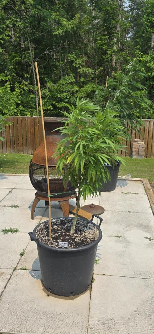 Bubba kush barneys + herbies freebies. Week 12 - Zombie punch ,  doing better now, i didnt have that one in the promix hp or gaia
