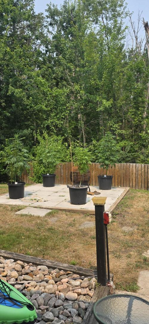 Bubba kush barneys + herbies freebies. Week 12
