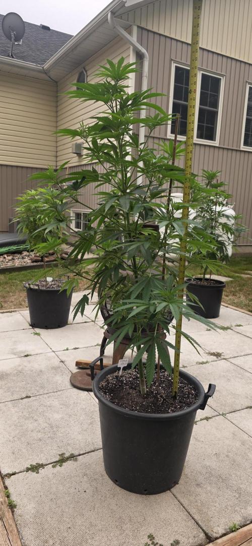 Bubba kush barneys + herbies freebies. Week 12 - Bubba kush  54 inch tall about 4 and a half feet