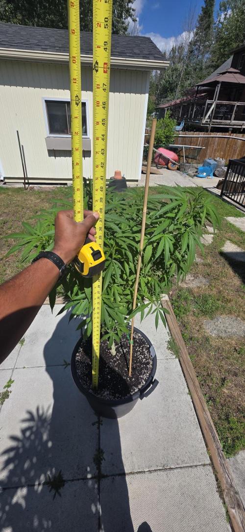 Bubba kush barneys + herbies freebies. Week 13