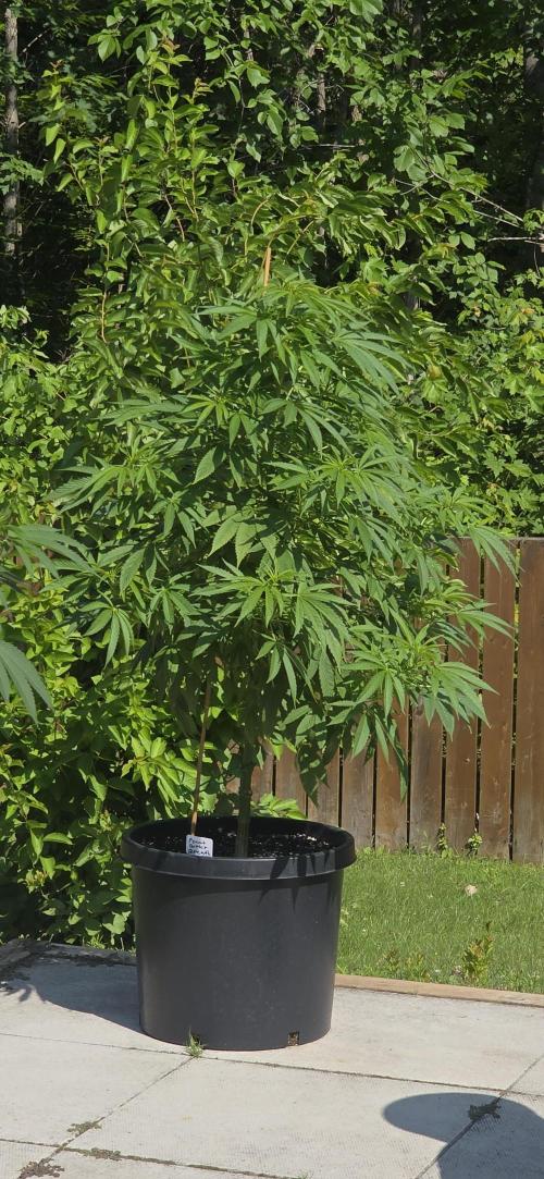 Bubba kush barneys + herbies freebies. Week 13