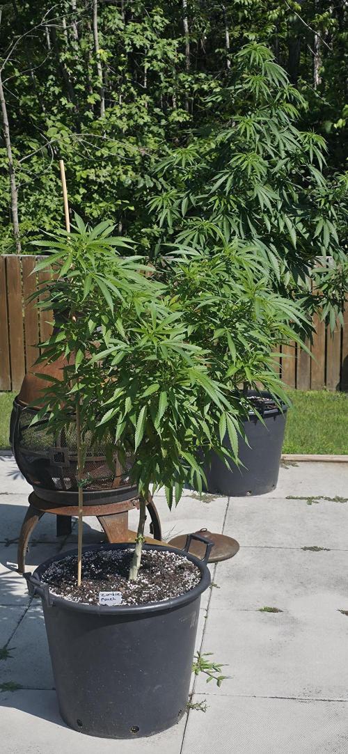 Bubba kush barneys + herbies freebies. Week 13