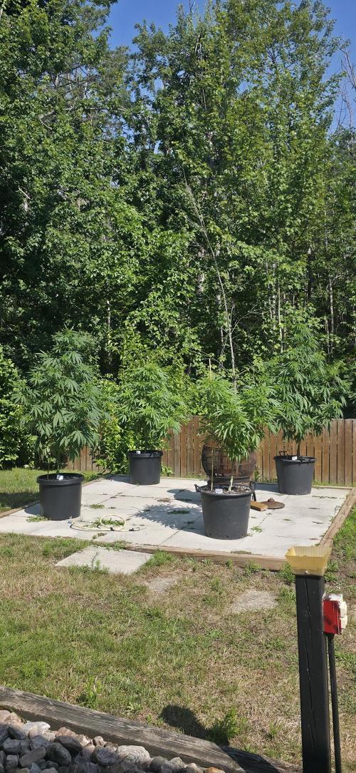 Bubba kush barneys + herbies freebies. Week 13