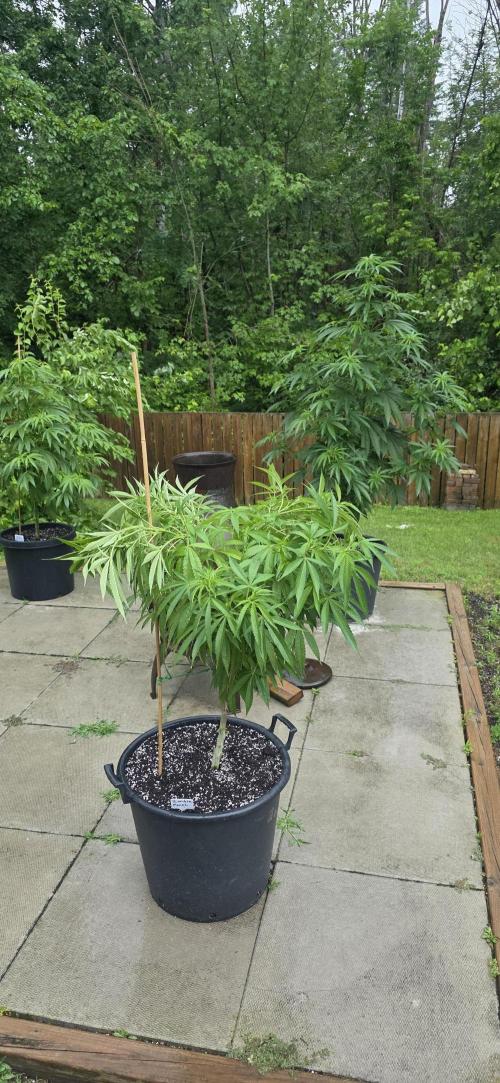 Bubba kush barneys + herbies freebies. Week 13 - The wind bend a branch down, so i decided to even it out and do all the tops.
