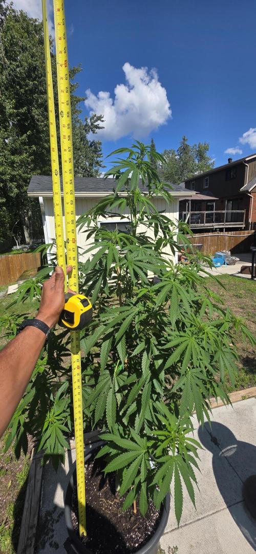 Bubba kush barneys + herbies freebies. Week 13