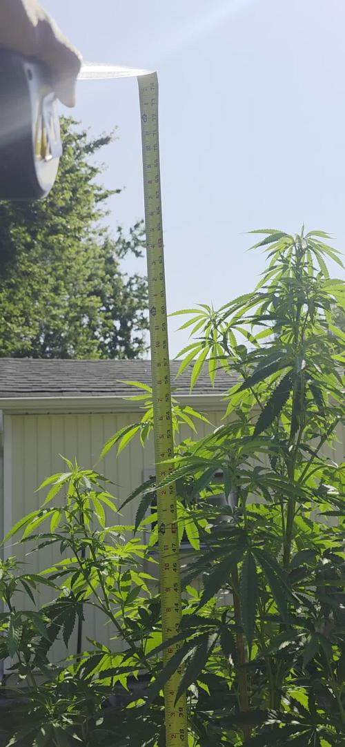 Bubba kush barneys + herbies freebies