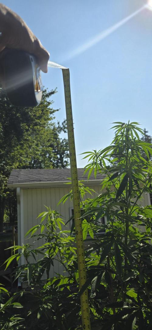 Bubba kush barneys + herbies freebies. Week 14