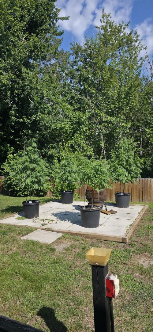 Bubba kush barneys + herbies freebies. Week 14 - Zombie punch is 4 ft,  tallest bubba kush is just under 6 feet  69"   