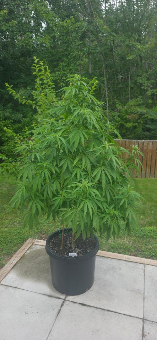Bubba kush barneys + herbies freebies. Week 15