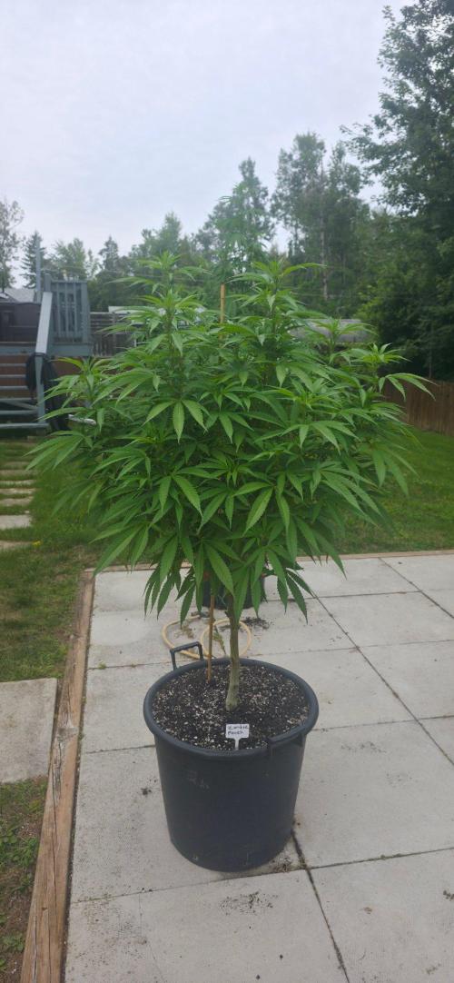 Bubba kush barneys + herbies freebies. Week 15