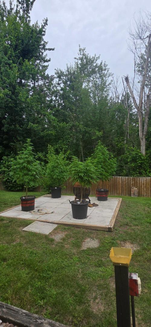 Bubba kush barneys + herbies freebies. Week 15