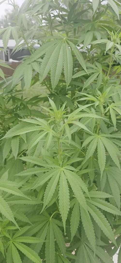 Bubba kush barneys + herbies freebies