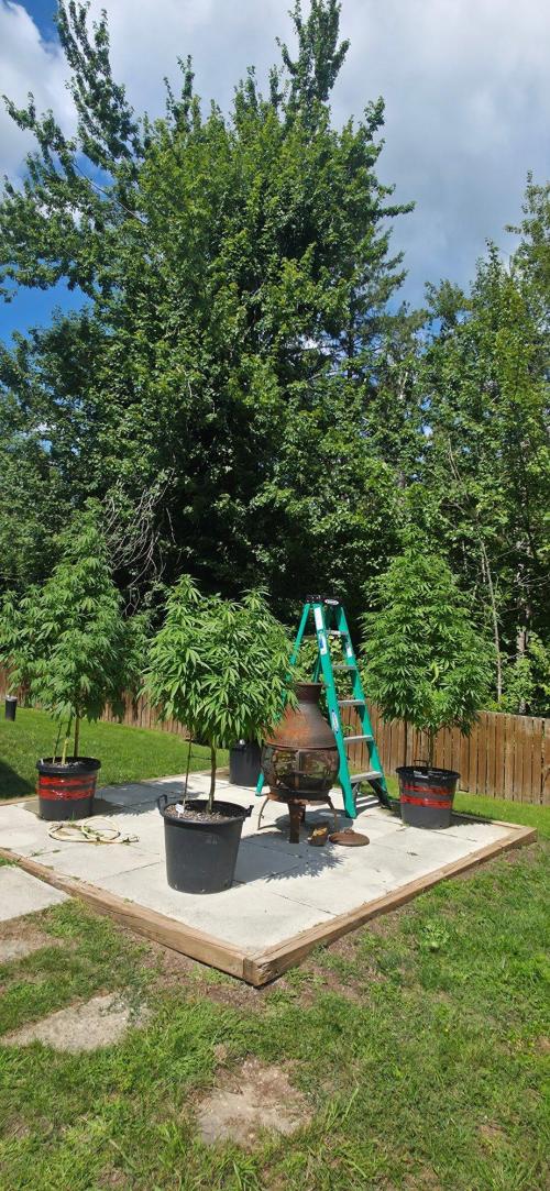 Bubba kush barneys + herbies freebies. Week 16