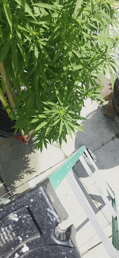 Bubba kush barneys + herbies freebies