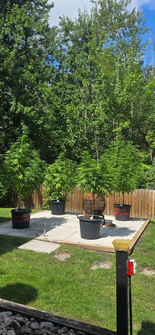 Bubba kush barneys + herbies freebies. Week 17