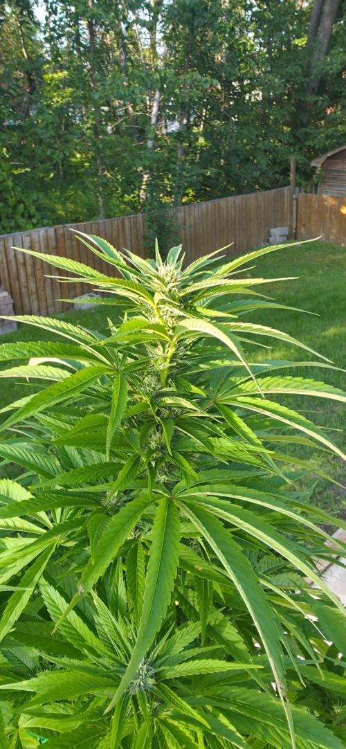 Bubba kush barneys + herbies freebies. Week 17 - Peanut butter breath