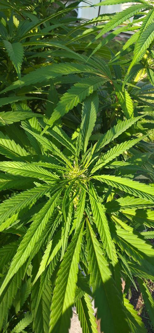 Bubba kush barneys + herbies freebies. Week 17