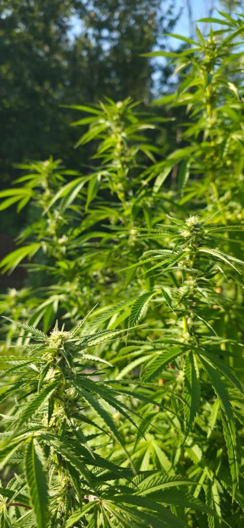 Bubba kush barneys + herbies freebies. Week 17 - Bubba kush