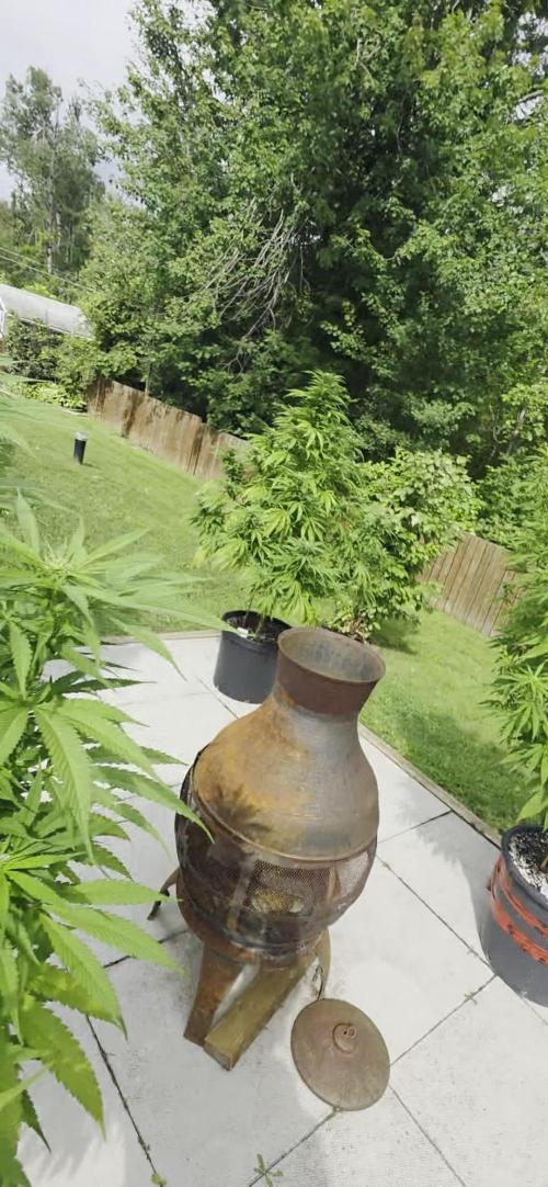 Bubba kush barneys + herbies freebies