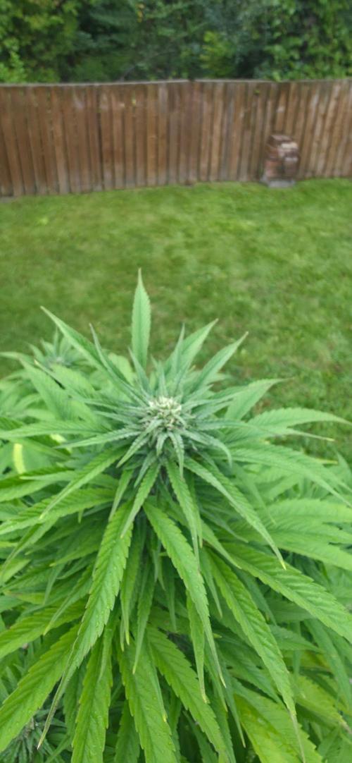Bubba kush barneys + herbies freebies. Week 18