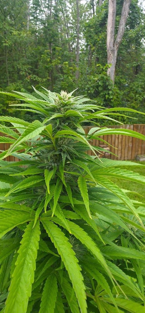Bubba kush barneys + herbies freebies. Week 18