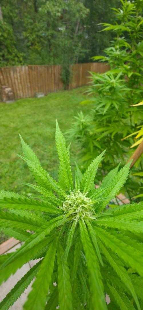 Bubba kush barneys + herbies freebies. Week 18