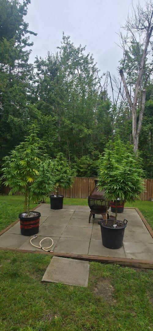 Bubba kush barneys + herbies freebies. Week 18