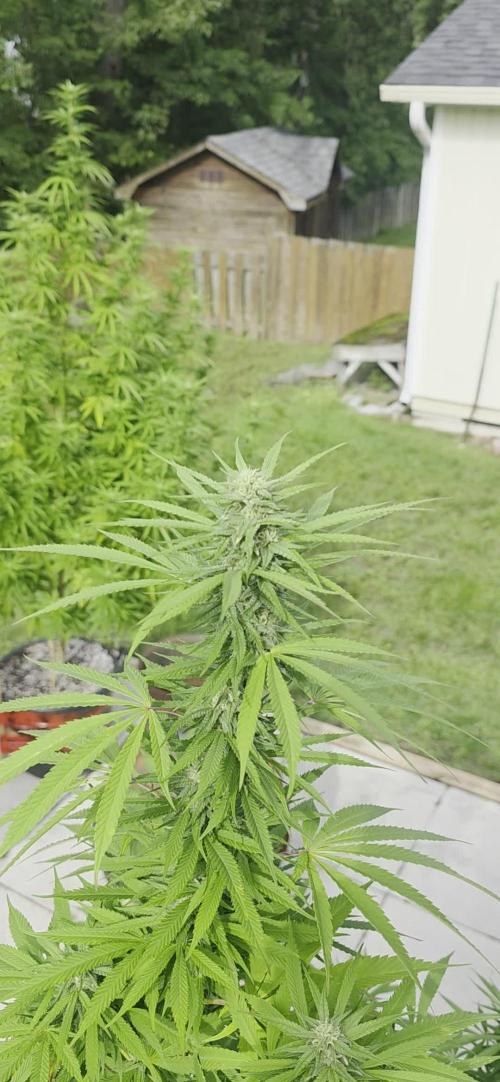Bubba kush barneys + herbies freebies