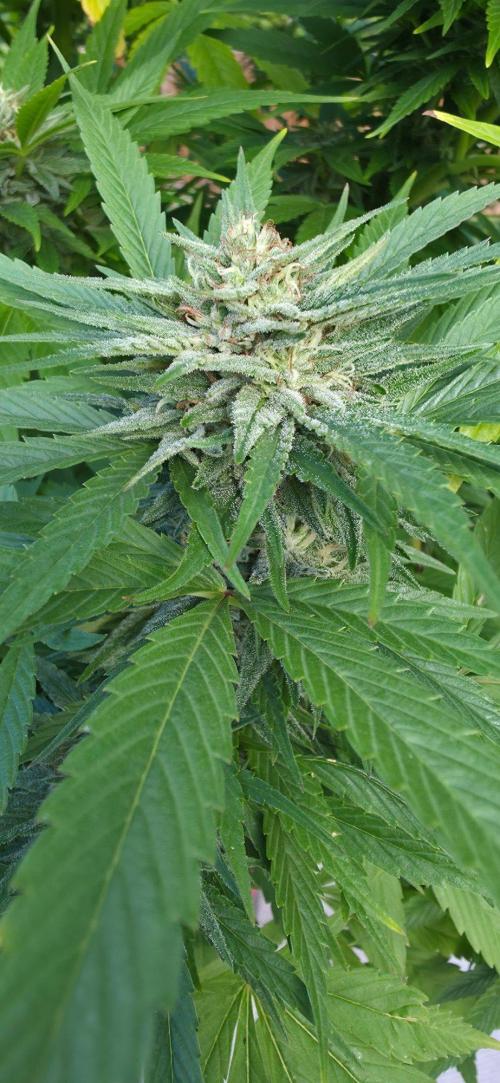 Bubba kush barneys + herbies freebies. Week 19 - Peanut butter breath