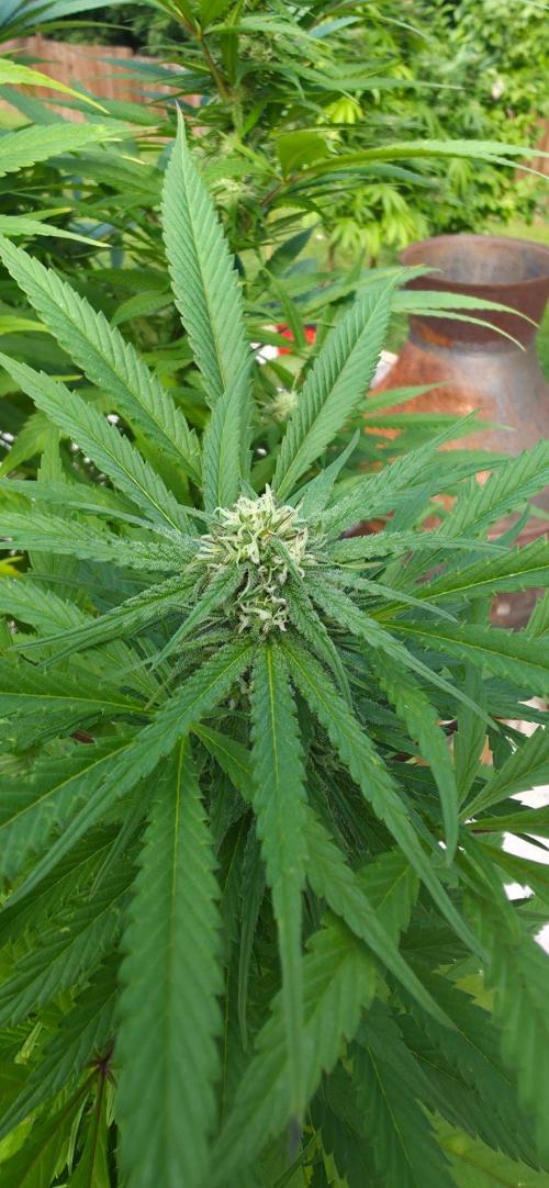 Bubba kush barneys + herbies freebies. Week 19
