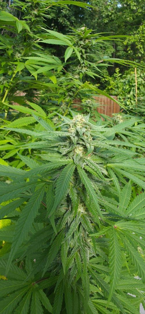 Bubba kush barneys + herbies freebies. Week 19