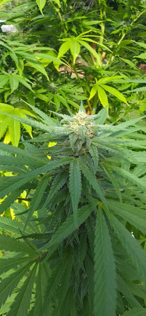 Bubba kush barneys + herbies freebies. Week 19