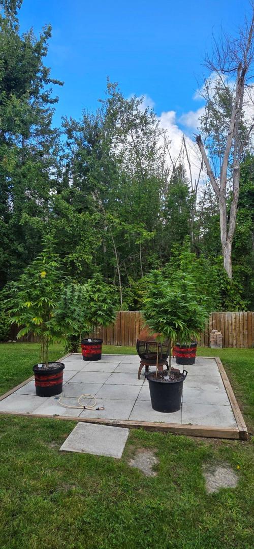 Bubba kush barneys + herbies freebies. Week 19