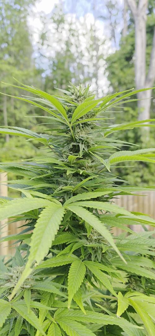 Bubba kush barneys + herbies freebies